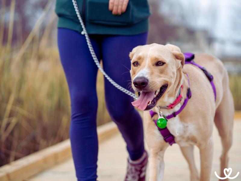 Jak naučit psa chodit u nohy