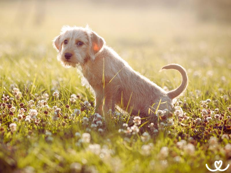 Jak štěně naučit čůrat venku