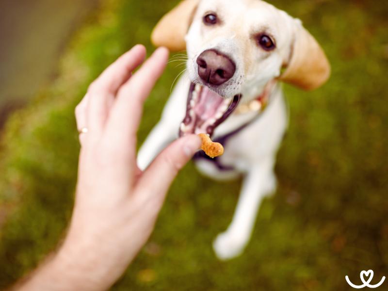 Jak psa naučit nebrat si jídlo od cizích lidí