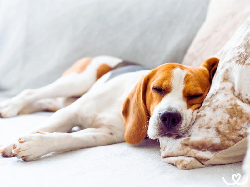 Jak a proč naučit psa odpočívat