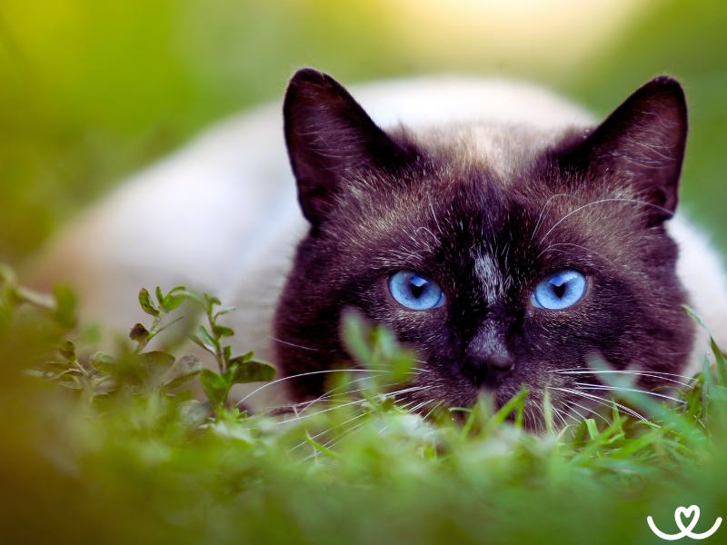 Jak naučit venkovní kočku chodit domů