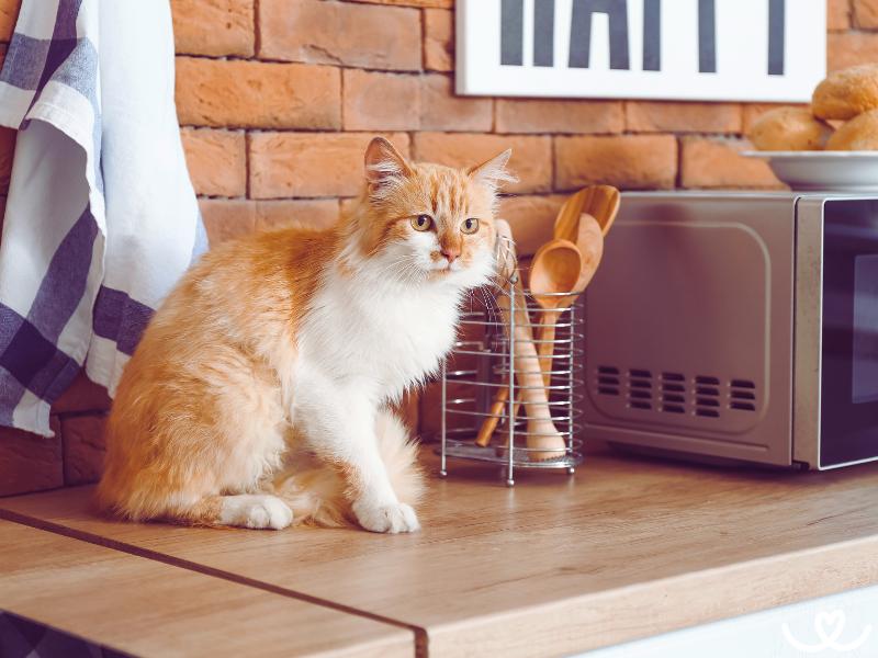 Jak odnaučit kočku lézt, kam nemá