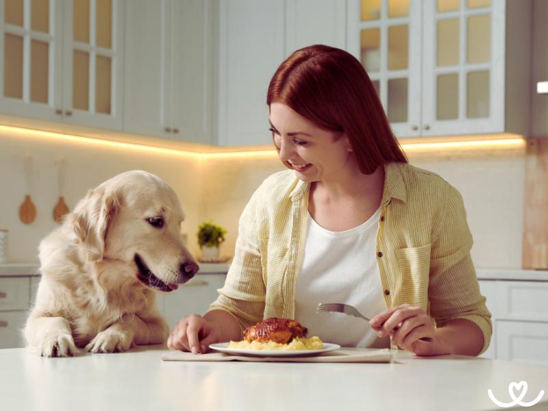 Jak odnaučit psa žebrat