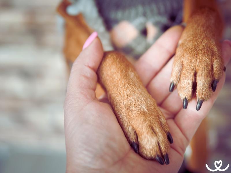 Jak na sedřené a poraněné psí tlapky