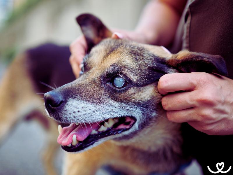 Jak pečovat o psa, který je slepý