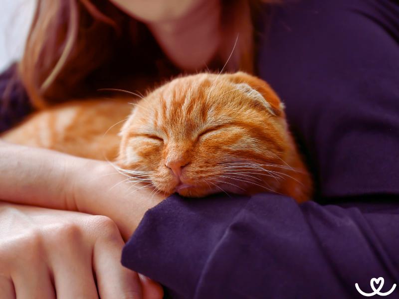 Jak pečovat o slepou kočku