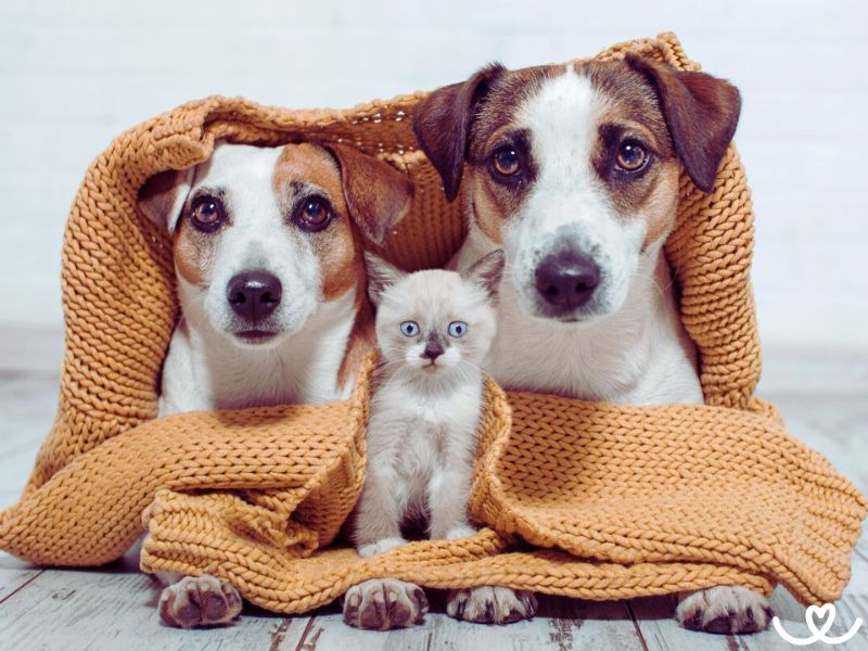 Jaký dar pro útulky je dost?