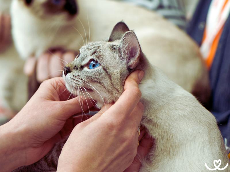 Jak připravit kočku na výstavu