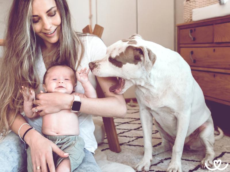 Jak připravit psa na příchod miminka