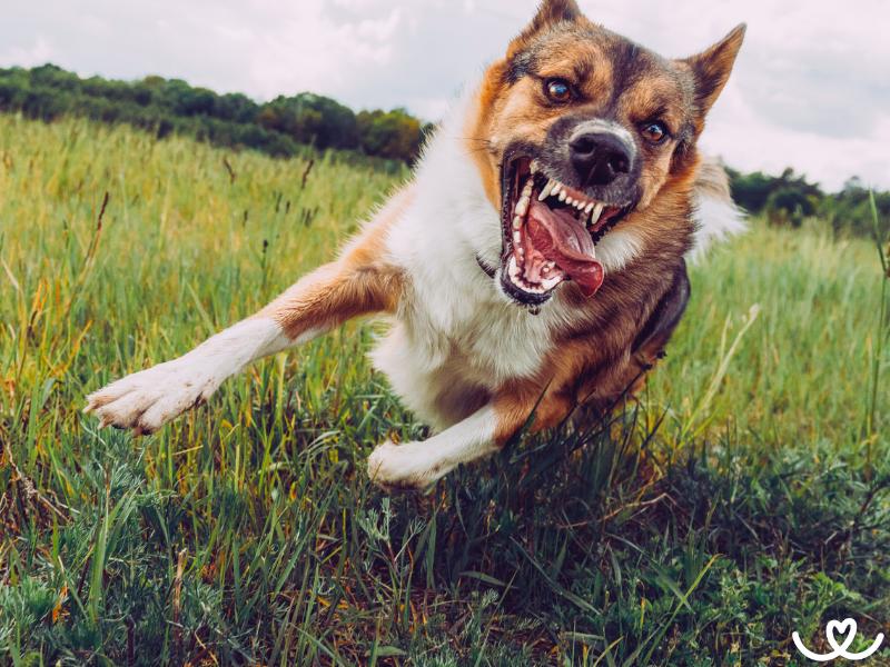 Jak odnaučit psa nežádoucímu lovení