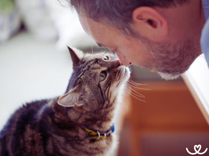 Jak s námi kočky komunikují