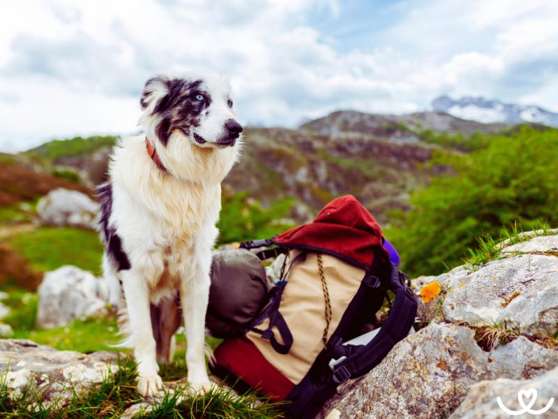 Jak se připravit na trek se psem