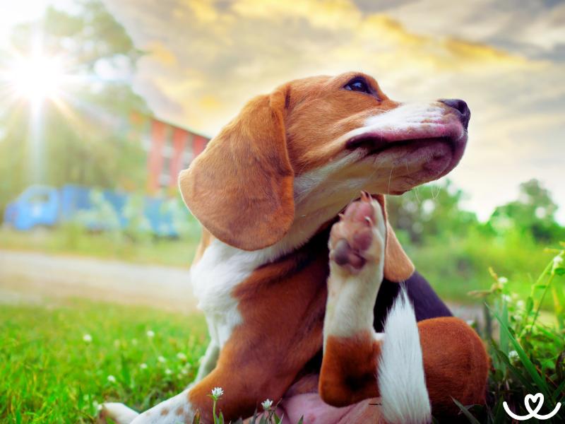 Jak se zbavit blech a klíšťat nebo odčervit psa