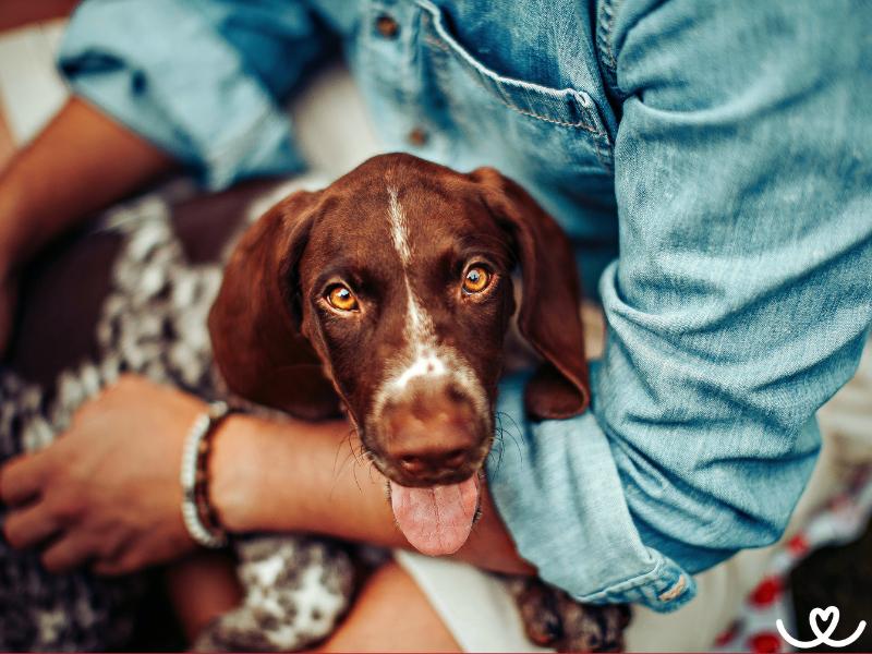 Jak si pes vybírá svého pána