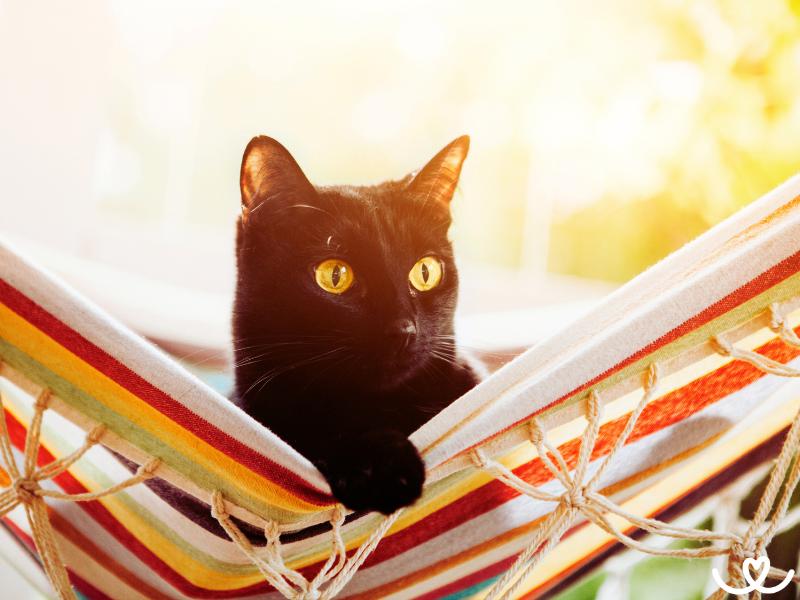 Jak snáší letní horka kočka