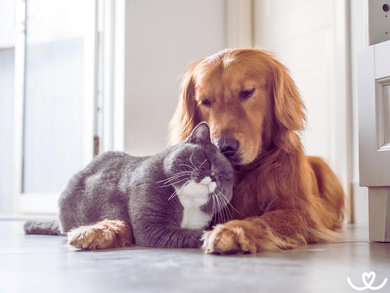 Jak spřátelit psa a kočku