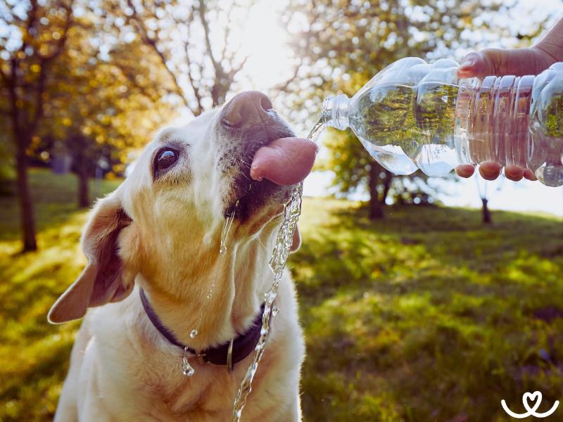 Jak v horku ochladit psa