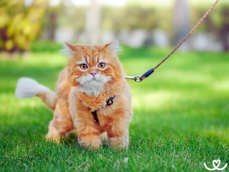 Jak venčit kočku, která žije v bytě