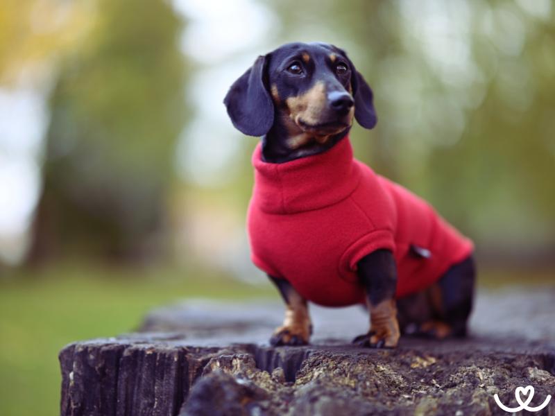 Jak vybrat správný obleček pro psa