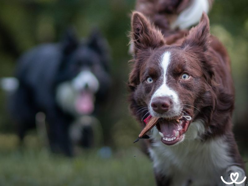 Jak chránit psa a kočku před klíšťaty? A co dělat, když je objevíte?