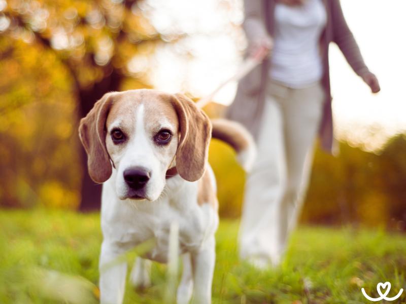 Tipy, jak zabavit psa i během procházky