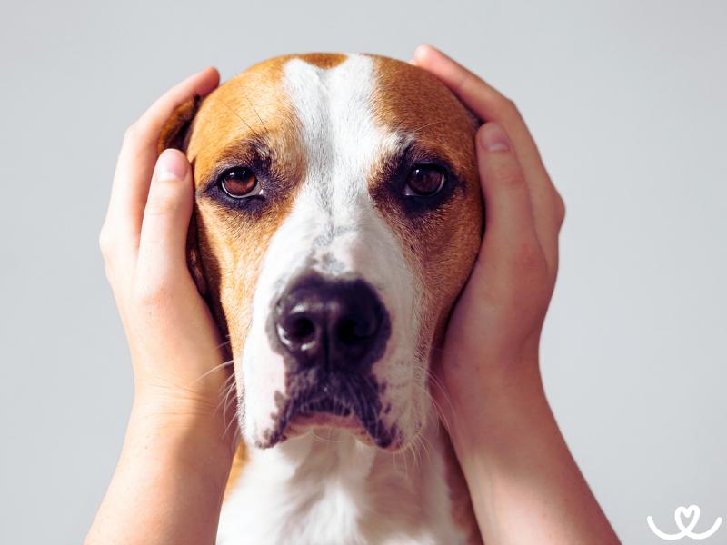 Jak zvládnout péči o hluchého psa