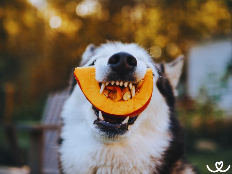 Jaterní dieta u psa: Co musíte vědět a jak krmit