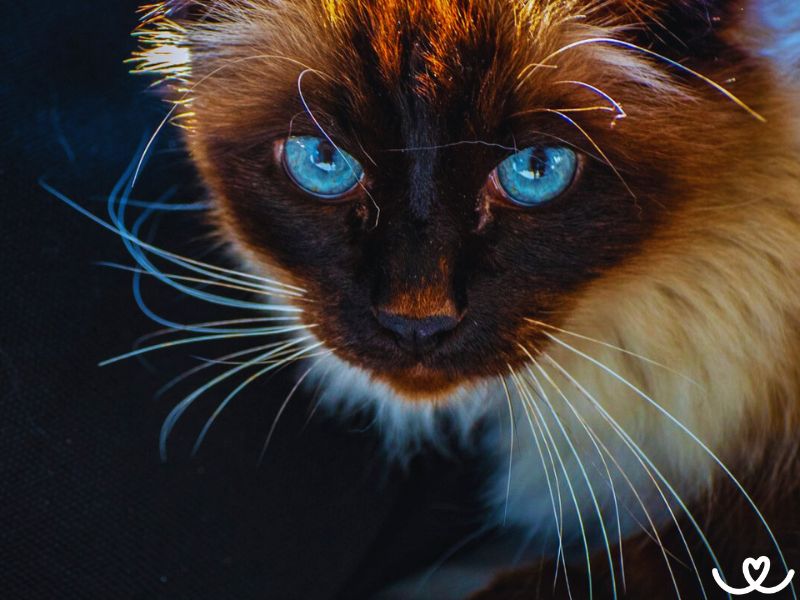 Birma miluje velké rodiny a sledování televize