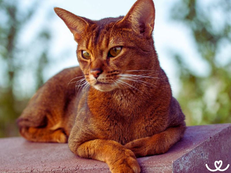 Habešská kočka je malá šelma, co umí chodit na vodítku