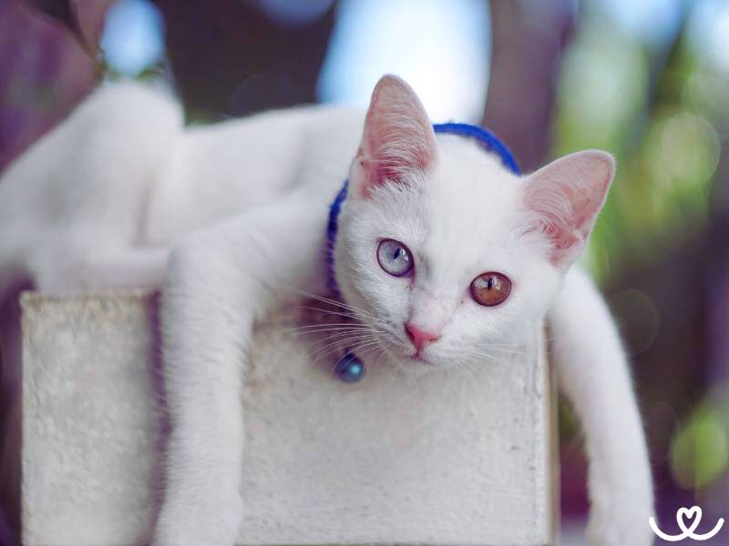Khao manee je kočka, co má každé oko jiné