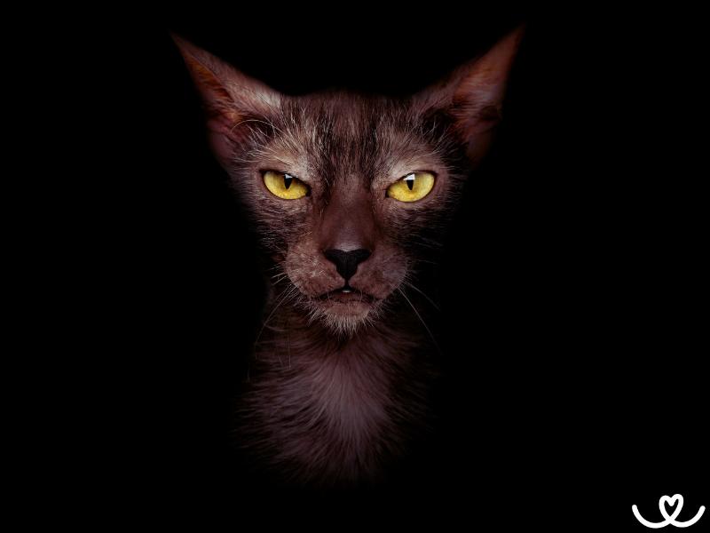 Lykoi vypadá jako kočičí vlkodav, ale s povahou psa