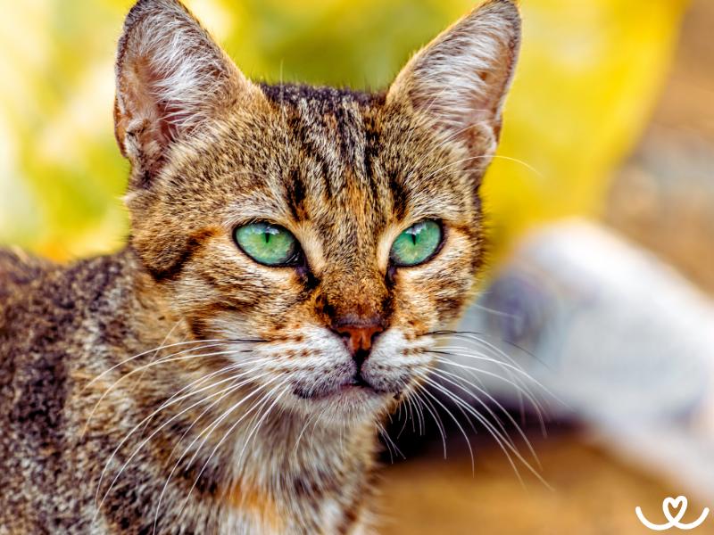 Ocicat vypadá divoce, ale je to milá kočka