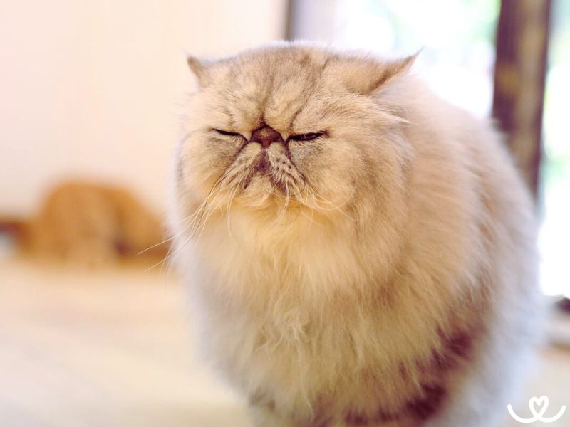 Perská kočka je elegán s rozplácnutým čumáčkem