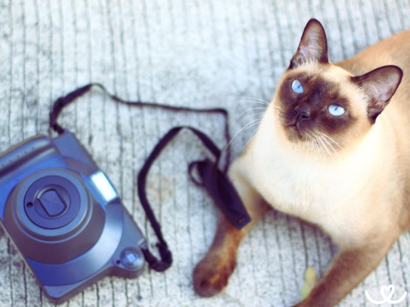 Siamská kočka je pořádně ukecaná. Málokdy zažijete chvíli ticha