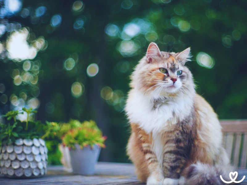 Sibiřská kočka je chlupatý obr, který miluje dobrodružství