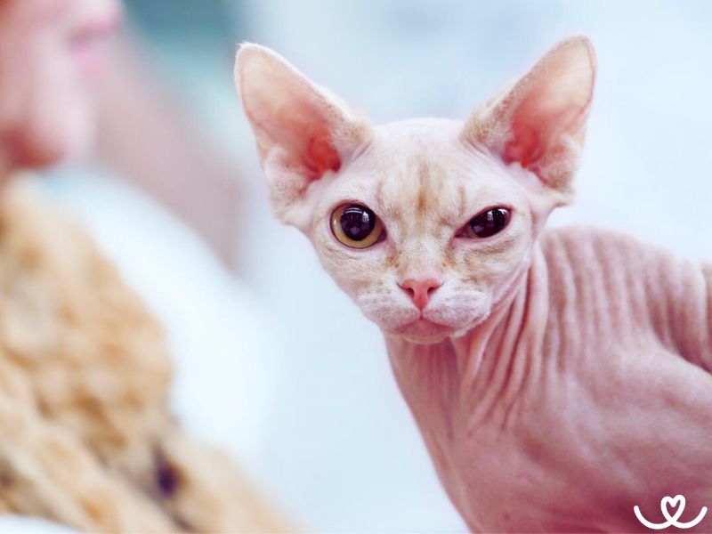 Sphynx je milovaný i nenáviděný kočičí naháč