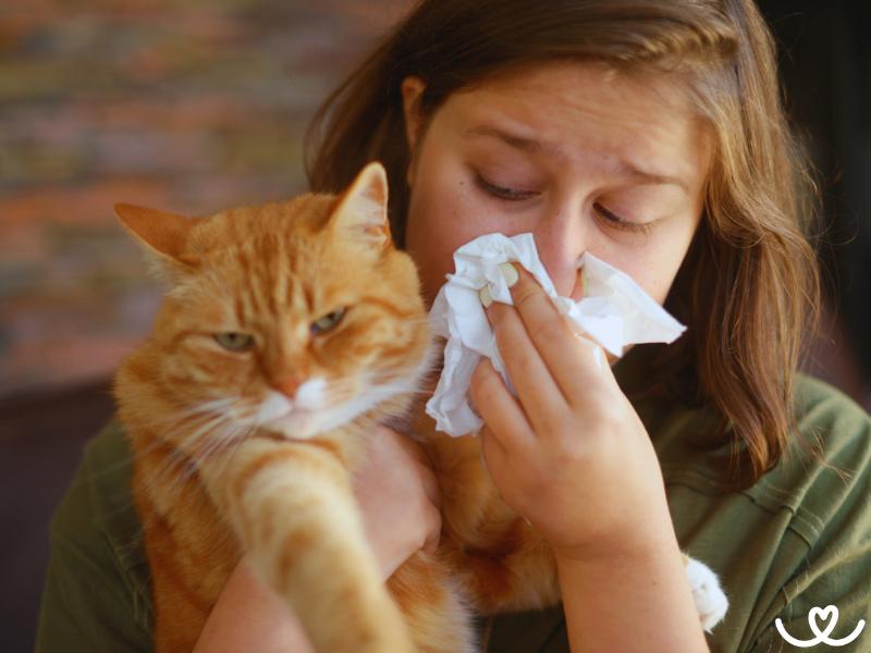 Kočky, které jsou vhodné i pro alergiky