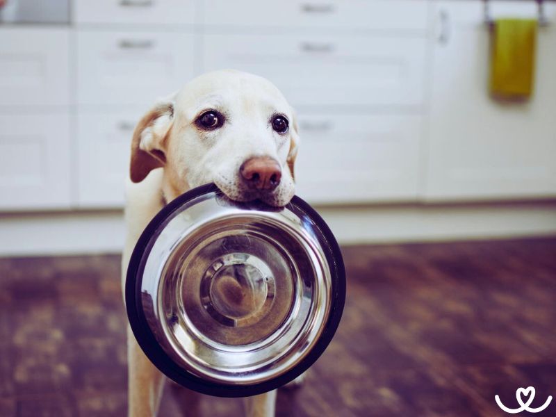 Kolikrát denně má pes jíst