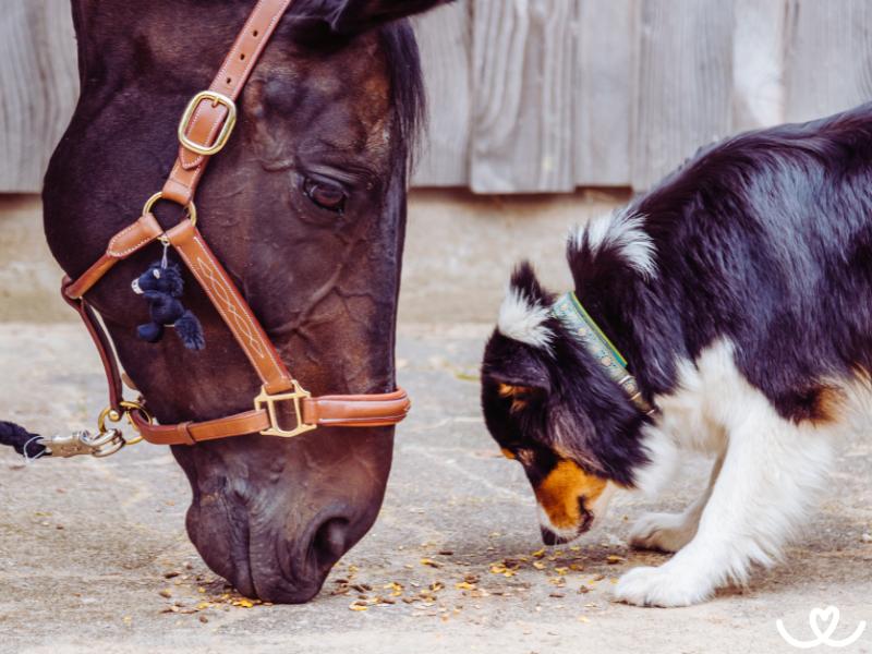 Pes a kůň: Jak zajistit bezpečné a klidné soužití
