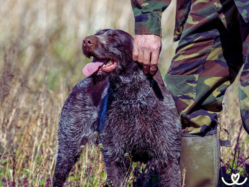 Lov a myslivost se psem: Jak a kde začít trénovat