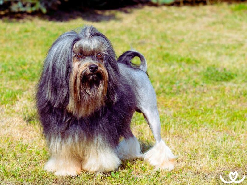 Lvíček má sestřih šelmy, ale milou psí povahu