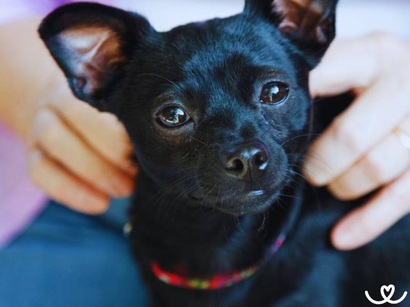 Malá psí plemena vhodná do bytu