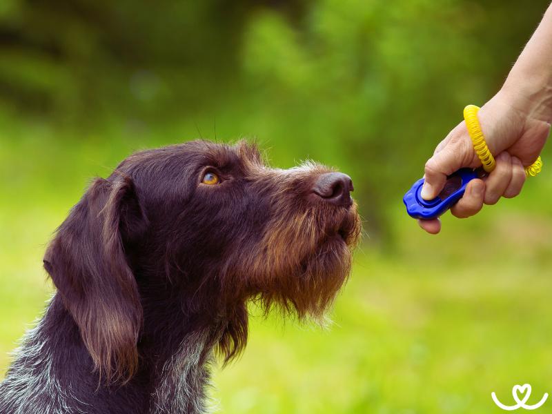 Markery a výcvik psa: Jak a proč je používat