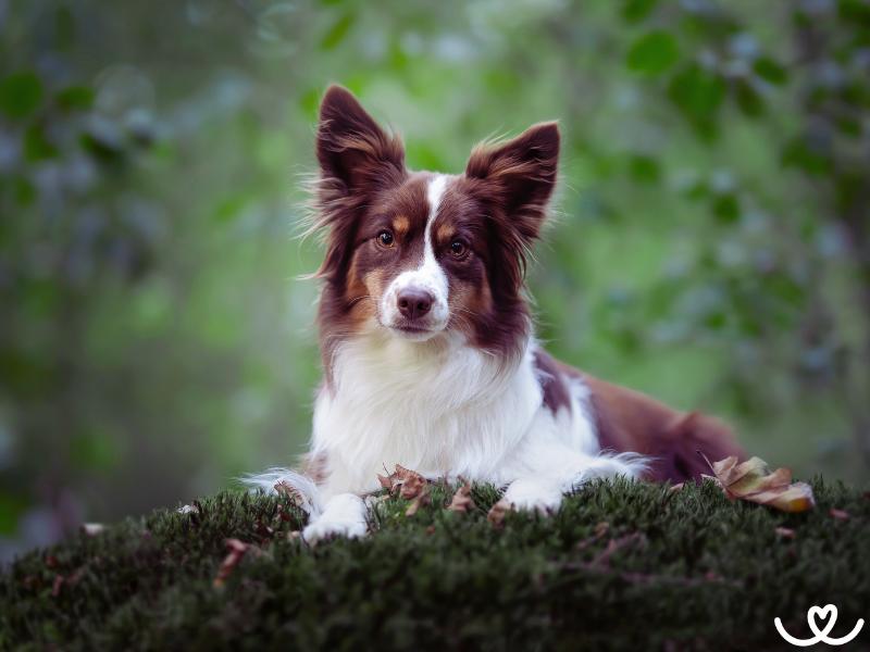 Miniaturní americký ovčák je aktivní parťák i na 15 let