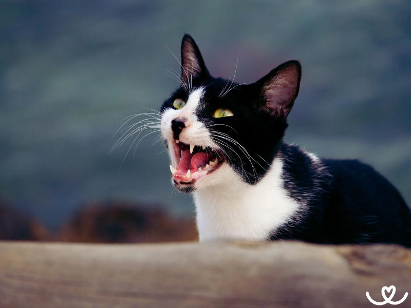 Mrouskání kočky: Jak vypadá a na co se připravit