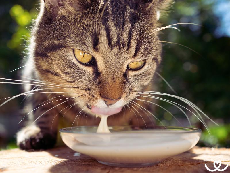 Může kočka pít mléko? Nejčastější mýty a skutečnost