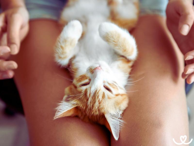 10 mýtů o kočkách, kterým stále věříte