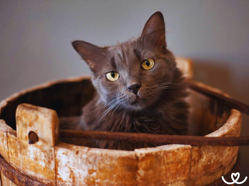 Nebelung je aktivní a hravá kočka