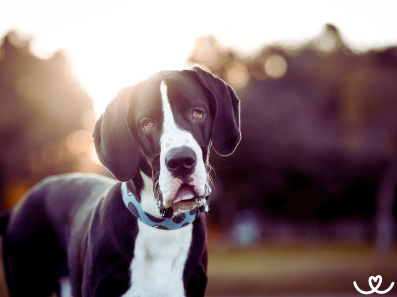 Německá doga je laskavý psí obr