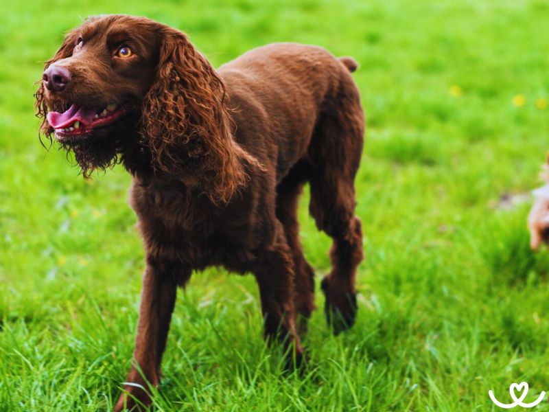 Německý křepelák je klidný a vyrovnaný pes